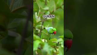 Quran Urdu Translation | Quran Recitation | Quran in Hindi #quran #shorts #video