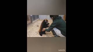 レッサーパンダ　桃桃のトレーニング（2024/2　桐生が岡動物園）