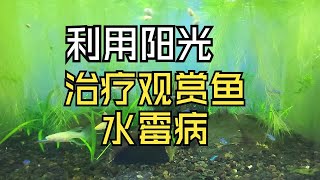 利用阳光治疗观赏鱼水霉病