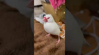 白文鳥の貴重なあくびシーン☆Java Sparrow Milky.