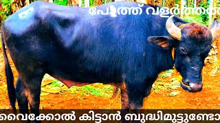 poth valarthal | ബുദ്ധിമുട്ടില്ലാതെ വൈക്കോൽ കിട്ടാൻ ഉള്ള വഴി