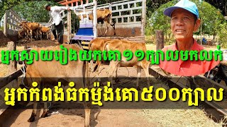 អ្នកស្វាយរៀងយកគោក្តាម១១ក្បាលមកលក់ ហើយអ្នកកំពង់ធំកម្ម៉ង់គោ៥០០ក្បាល នៅខ្វះច្រើនកំពុងប្រមូលទិញ