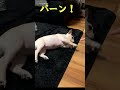 【犬芸】フレンチブルドッグが8秒で流れ芸をしてみた！ shorts