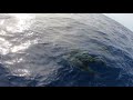 ep 12 single handed sailing my small boat from lajas to horta