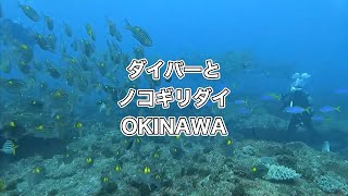 ダイバーとノコギリダイ・ディーズパルス沖縄