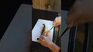 pro perch fillet tutorial             #fishing #perch #filleting #easy #fish #bait #algorithm