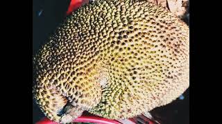 অসময়ে পাকা কাঁঠাল #jackfruit #shorts