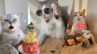 [Chef Meow]-Amazing food to make drinks and desserts with chef cats-Compilation#3