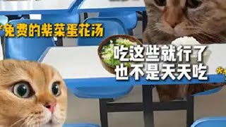 “我也没说辅导员坏话啊” 猫meme 真实改编 搞笑