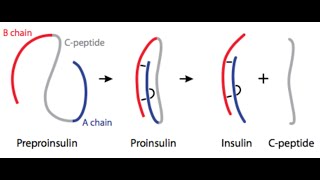 C-Peptide