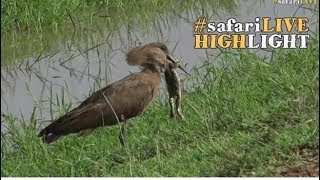 Hamerkop attempts to feast on a frog