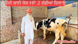 ਫੌਜੀ ਬਾਈ ਕੋਲ 2 Hf ਵੱਛੀਆਂ ਵਿਕਃਓੁ ਨੰਬਰ ਤੇ ਮੁੱਲ ਵੀਡੀਓੁ ਦੇ ਵਿੱਚ ਕਰਲੋ ਫੋਨ