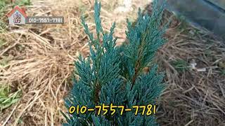 위치타블루  실사 동영상 Juniperus scopulorum 'Wichita Blue'