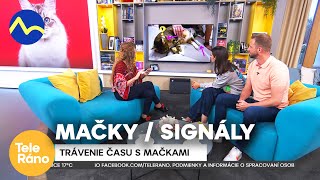 Mačky v domácnosti - aké je tráviť čas s mačkou? | Teleráno