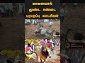 காளையால் மூண்ட சண்டை பரபரப்பு காட்சிகள் jallikattu2025 madurai shorts