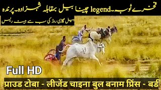 Ox Race | Ox Race in Pakistan |Best Bull Race #bailgadi race