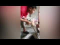 disgusting moment 12ft pet python swallows three live chickens