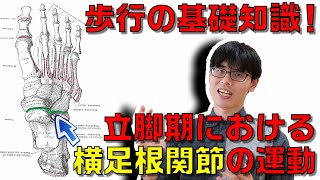 【理学療法士×歩行】立脚期における横足根関節の運動に関する知識を解説します！！