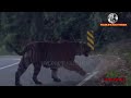 the wandering of tiger spotted at valparai road வால்பாறை பொள்ளாச்சி சாலையில் புலி நடமாட்டம்