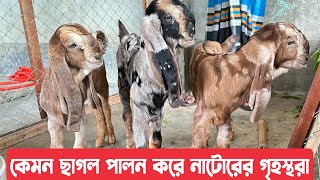 নাটোরের গৃহস্থরা কেমন ছাগল পালন করে দেখুন