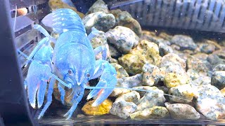 秋田　岩手　青森　北海道にしか生息していないザリガニ