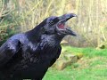 Alan Parsons Project The Raven