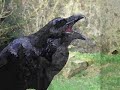 Alan Parsons Project The Raven