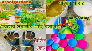 খুব সুন্দর একটা গরমের সবজির গাছ বসালাম/গাছের খাবার দিলাম/কিছু হারভেস্ট করলাম#roofgarden #