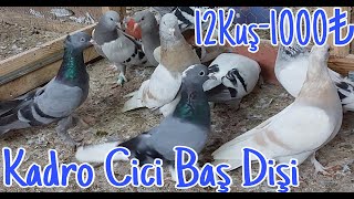 Kadro Cici Baş Dişi. \