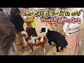 Sasta Katto Mall Naseeb K Sody | Bakra Mandi Taxila Update 12 January 2024