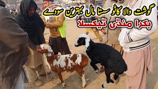 Sasta Katto Mall Naseeb K Sody | Bakra Mandi Taxila Update 12 January 2024