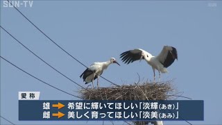 淡路市のコウノトリひな　2羽の名前決まる