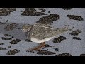 the shorebird on sanibel island fl artist in action