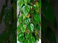 betel leaf paan shorts garden nature