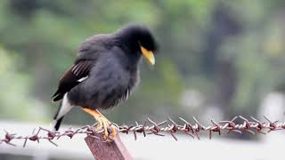 นกเอี้ยงหงอน หรือนกเอี้ยงดำ (White-vented Myna) 2K