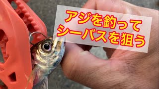 サビキで『アジ』を釣って、泳がせで『シーバス』を狙う【四日市港】