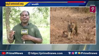 ఆదిలాబాద్  జిల్లా  లో పులుల సంచారం కలకలం | Tigers Hulchul In Adilabad| Prime9 News