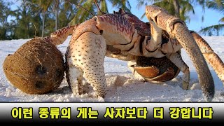 놀라운 동물 이야기들...이런 종류의 게는 사자보다 더 강합니다