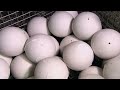 BOWLING BALLS  How It's Made