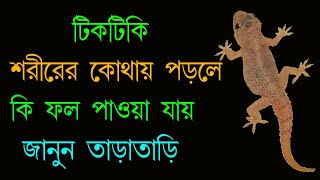 টিকটিকি শরীরের কোথায় পড়লে কি হয় । আপনার ভাগ্য কেমন হবে জানুন । Learn what your destiny will be like