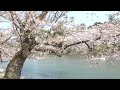 弘前さくらまつり　弘前公園 二の丸→西の郭→西濠　桜【青森県・弘前市】　2022.04.24