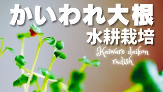 【水耕栽培】初心者も簡単！かいわれ大根10日で栽培する方法｜レシピ｜家庭菜園｜How to make Kaiware daikon radish grown in hydroponics