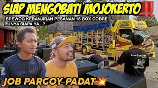 SIAP MENGOBATI MOJOKERTO‼️ Brewog Kebanjiran Pesanan 16 Box COBRE, Punya Siapa ya..?