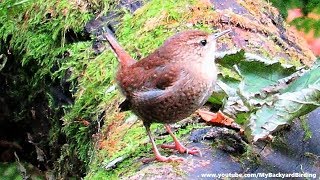 Winter Wren Call