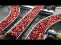 Touring an apple packing facility Touring an apple packing facility