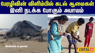 Sea Turtle Deaths in chennai : ஆழிவை நோக்கி செல்கிறதா ஆமைகள்..? இனி நிகழப்போவது என்ன #local18