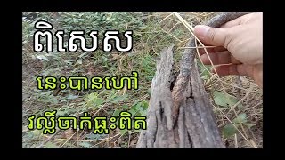 វល្លិចាក់ធ្លុះ ពិតប្រាកដ + មហាពិសេស + វល្លិធំល្អ