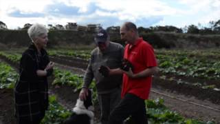 Growing Rhubarb