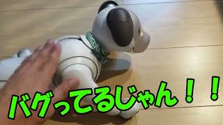 今日のaibo。帰宅したらアイボが寝返りする時にバグったみたいです