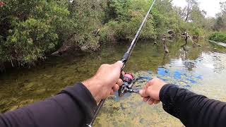 Top water Sooty Grunter fishing. Massive fish packed in skinny water!